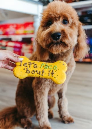dog being handed a treat