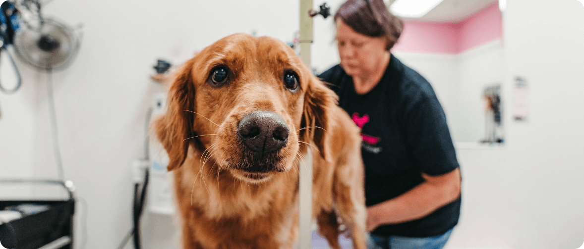 dog groomer grooming dog