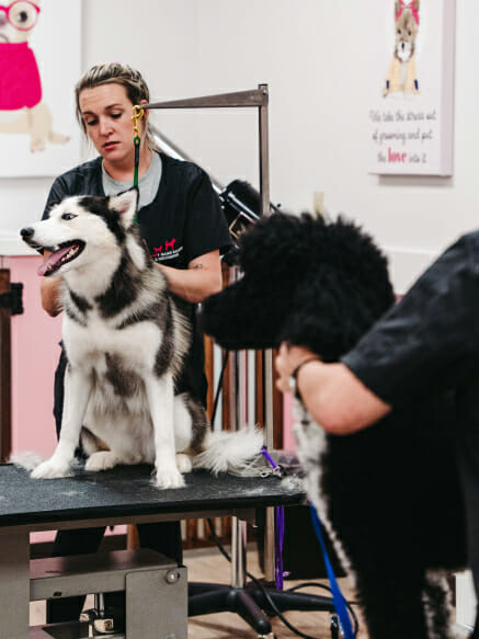 dog groomer grooming dog